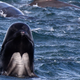 A pod of pilot whales struggling not to beach themselves off the waters of Scotland, 2011.